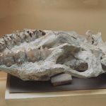 Палеонтологичен музей - Асеновград