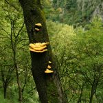 Природен парк Врачански Балкан