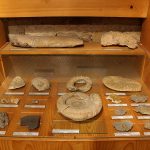 Музей по палеонтология - Елена