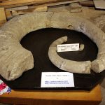 Музей по палеонтология - Елена
