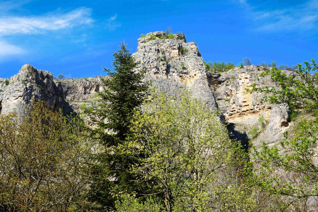 Куна кралица
