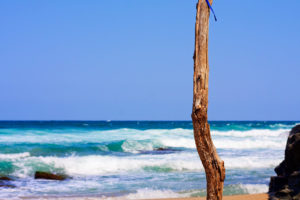 Море плаж скали пясък вълни дърво